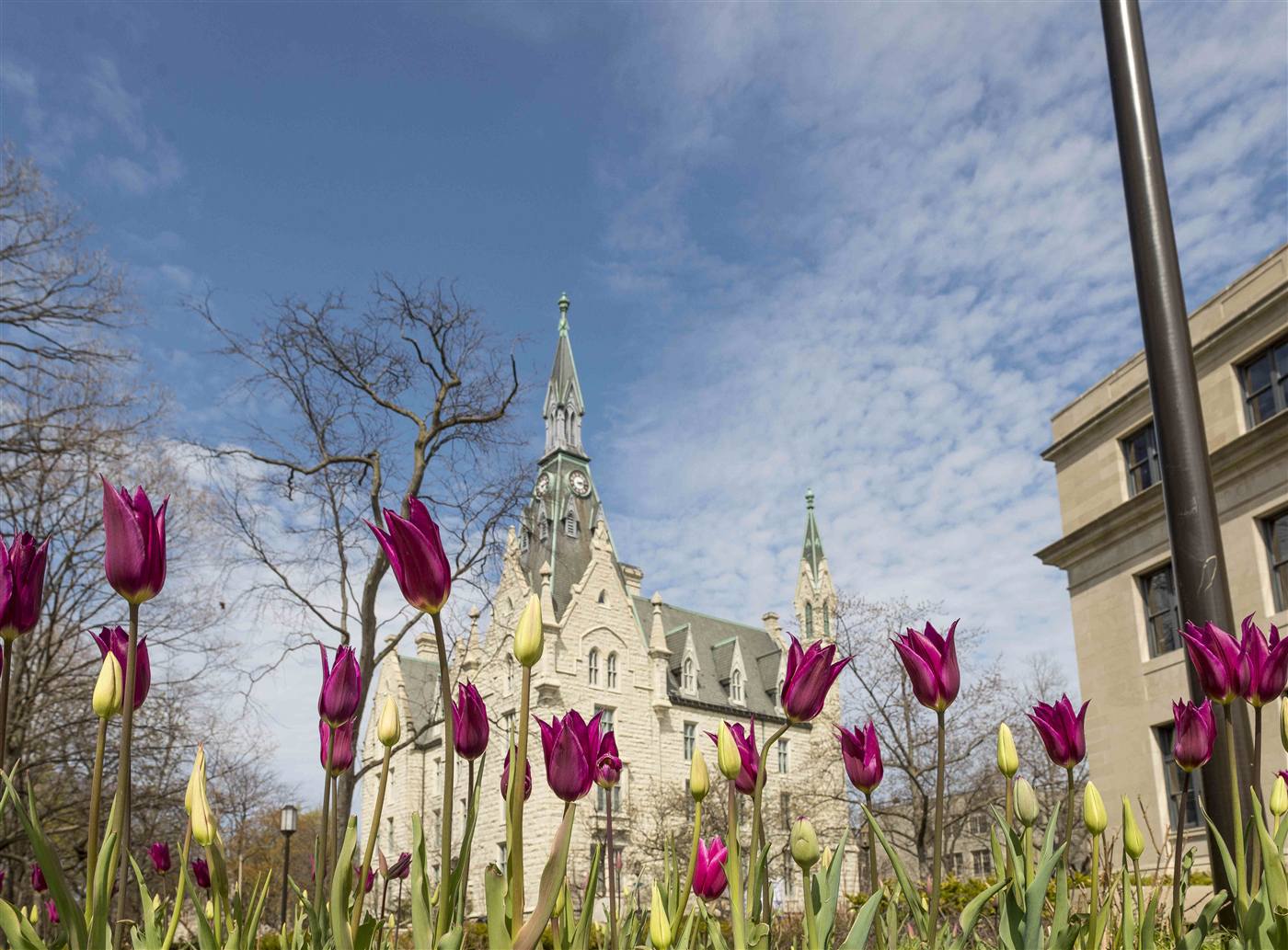 Tulips in front of a Gothic building with a spire